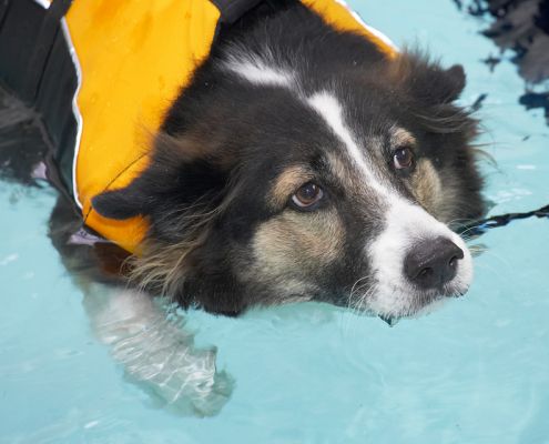 Sam
Ključne besede: Sam swimming dog Ritz Canine hydrotherapy