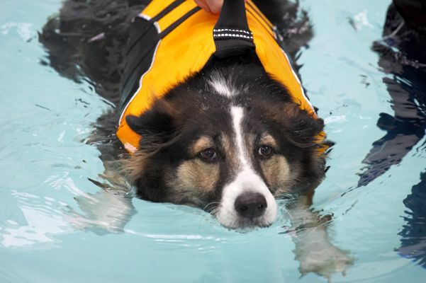 Sam
Anahtar kelimeler: Sam swimming dog Ritz Canine hydrotherapy