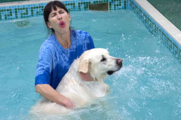 Marjorie and Jayjay
Jayjay didn't like his introduction to the pool.  He essentially wanted out.
الكلمات الإستدلالية(لتسهيل البحث): Jayjay Golden Retriever swimming dog canine hydrotherapy Marjorie ouch pain