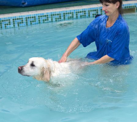 Jayjay Enjoying A Bit of a Swim
Palabras clave: Jayjay Golden Retriever swimming dog canine hydrotherapy Marjorie
