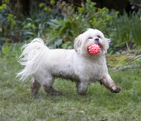 I got the ball .......
Keywords: Animal Animals Apso Ball Canine Canines Cleo Dog Dogs Land Mammal Land Mammals Lhasa Milo Play Playing Playtime Terrestrial Mammal Terrestrial Mammals