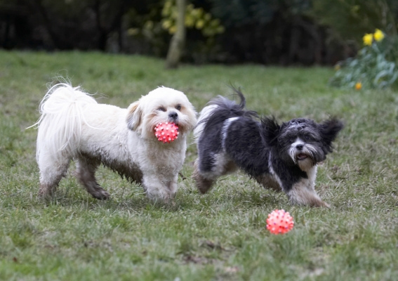 ......... there's one for me too
Keywords: Animal Animals Apso Ball Canine Canines Cleo Dog Dogs Land Mammal Land Mammals Lhasa Milo Play Playing Playtime Terrestrial Mammal Terrestrial Mammals