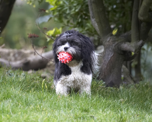 ........ and I'm hanging on to it
Ключові слова: Animal Animals Apso Ball Canine Canines Cleo Dog Dogs Land Mammal Land Mammals Lhasa Milo Play Playing Playtime Terrestrial Mammal Terrestrial Mammals