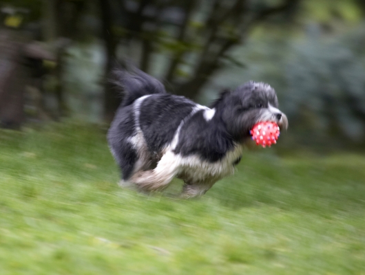 Sorry, can't stop, gotta go
Λέξεις-κλειδιά: Animal Animals Apso Ball Canine Canines Cleo Dog Dogs Land Mammal Land Mammals Lhasa Milo Play Playing Playtime Run Running Terrestrial Mammal Terrestrial Mammals