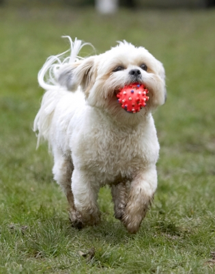 I prefer a more leisurely pace
Ključne besede: Animal Animals Apso Ball Canine Canines Cleo Dog Dogs Land Mammal Land Mammals Lhasa Milo Play Playing Playtime Terrestrial Mammal Terrestrial Mammals