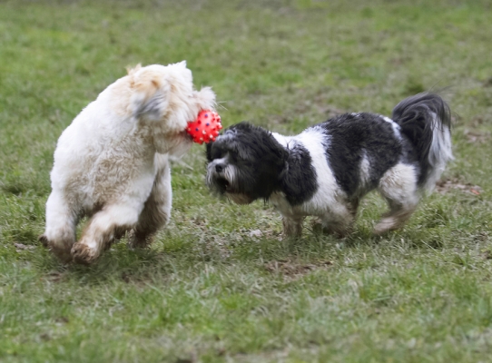 I want that
Ключові слова: Animal Animals Apso Ball Best Canine Canines Cleo Dog Dogs Friends Land Mammal Land Mammals Lhasa Milo Play Playing Playtime Terrestrial Mammal Terrestrial Mammals