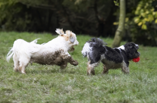 C'mon, hand it over
Palabras clave: Animal Animals Apso Ball Best Canine Canines Chase Chasing Cleo Dog Dogs Friends Land Mammal Land Mammals Lhasa Milo Play Playing Playtime Terrestrial Mammal Terrestrial Mammals