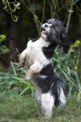 Think this will get me another cookie?
Ключевые слова: Animal Animals Apso Canine Canines Cleo Dance Dancing Dog Dogs Land Mammal Land Mammals Lhasa Milo Play Playing Playtime Terrestrial Mammal Terrestrial Mammals
