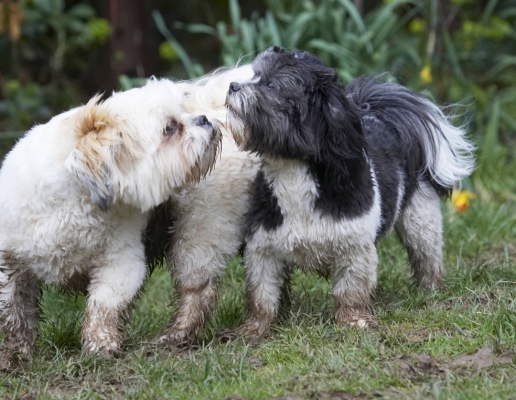 Go on, gissus a kiss
Schlüsselwörter: Animal Animals Apso Best Canine Canines Cleo Dog Dogs Friends Land Mammal Land Mammals Lhasa Milo Play Playing Playtime Terrestrial Mammal Terrestrial Mammals