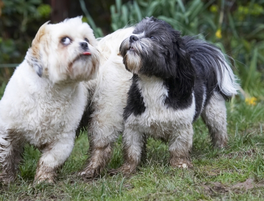 Wot, there's more
Keywords: Animal Animals Apso Best Canine Canines Cleo Dog Dogs Friends Land Mammal Land Mammals Lhasa Milo Play Playing Playtime Terrestrial Mammal Terrestrial Mammals Tongue