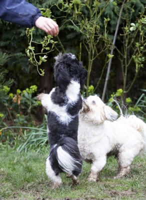 Anahtar kelimeler: Animals Apso Best Canine Canines Cleo Dance Dancing Dog Dogs Friends Land Mammal Land Mammals Lhasa Milo Play Animal Playtime Terrestrial Mammal Terrestrial Mammals Playing
