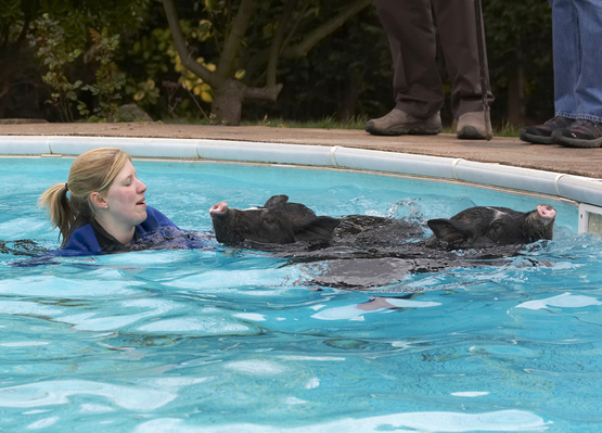Hey, synchronised swimming
Keywords: Berkshire Chef F-Word Gordon Ramsey Janet Street-Porter Laura Pig Pigs Pool Swimming TV