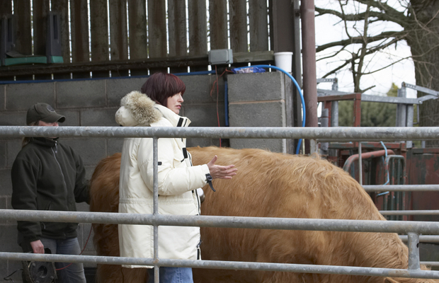 Am I doing it right?
Keywords: Bull Bulls Chef F-Word Gordon Ramsey Highland Highlands Janet Street-Porter massage TV