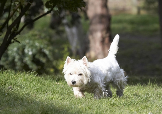 I'm on the prowl
Schlüsselwörter: Animal Animals Canine Canines Dog Dogs Harvey Land Mammal Land Mammals Milly Play Playing Playtime Terrestrial Mammal Terrestrial Mammals Terrier Terriers West Highland