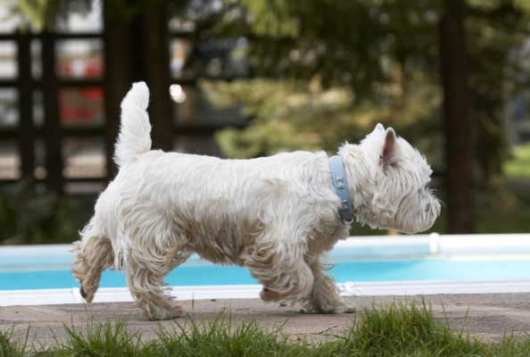 Jus' checking out this territory
Mots-clés: Animal Animals Canine Canines Dog Dogs Harvey Land Mammal Land Mammals Play Playing Playtime Terrestrial Mammal Terrestrial Mammals Terrier Terriers West Highland