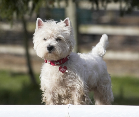 Oooh, that feels better
Keywords: Animal Animals Canine Canines Dog Dogs Land Mammal Land Mammals Milly Play Playing Playtime Terrestrial Mammal Terrestrial Mammals Terrier Terriers West Highland