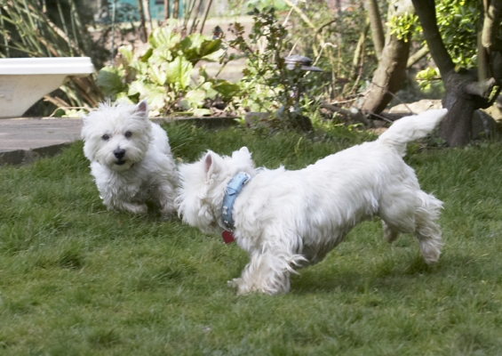 C'mon, let's play
Schlüsselwörter: Canine Harvey Land Mammal Land Mammals Milly Play Playing Playtime Terrestrial Mammal Terrestrial Mammals Terrier Terriers Animal Animals Best West Highland Canines Dog Dogs Friends