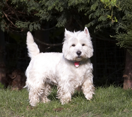 OK .........
Palabras clave: Animal Animals Canine Canines Dog Dogs Harvey Land Mammal Land Mammals Milly Play Playing Playtime Terrestrial Mammal Terrestrial Mammals Terrier Terriers West Highland