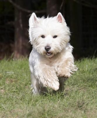 ..... let's have some action
Schlüsselwörter: Animal Animals Canine Canines Dog Dogs Harvey Land Mammal Land Mammals Milly Play Playing Playtime Terrestrial Mammal Terrestrial Mammals Terrier Terriers West Highland
