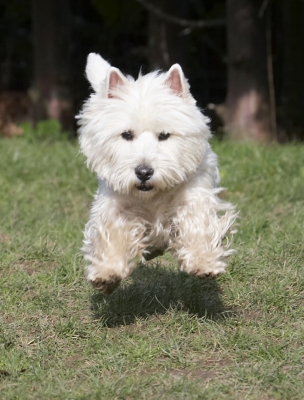 Take off
Keywords: Animal Animals Canine Canines Dog Dogs Harvey Land Mammal Land Mammals Milly Play Playing Playtime Terrestrial Mammal Terrestrial Mammals Terrier Terriers West Highland