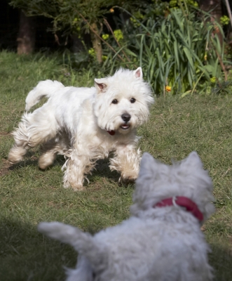Oh, no, it's the terriorist
Schlüsselwörter: Animal Animals Canine Canines Dog Dogs Harvey Land Mammal Land Mammals Milly Play Playing Playtime Terrestrial Mammal Terrestrial Mammals Terrier Terriers West Highland