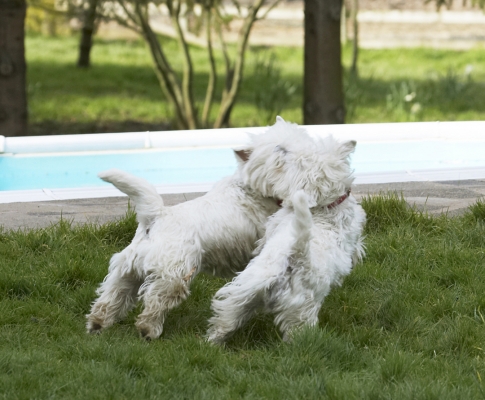 Let's go
Ključne besede: Land Mammal Land Mammals Milly Play Playing Playtime Terrestrial Mammal Terrestrial Mammals Terrier Terriers West Highland Animal Animals Best Canine Canines Dog Dogs Friends Harvey