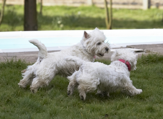 I can beat you .....
Klíčová slova: Land Mammal Land Mammals Milly Play Playing Playtime Terrestrial Mammal Terrestrial Mammals Terrier Terriers West Highland Animal Animals Best Canine Canines Dog Dogs Friends Harvey