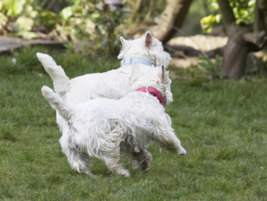 ......... see
Schlüsselwörter: Animal Animals Canine Canines Dog Dogs Harvey Land Mammal Land Mammals Milly Play Playing Playtime Terrestrial Mammal Terrestrial Mammals Terrier Terriers West Highland