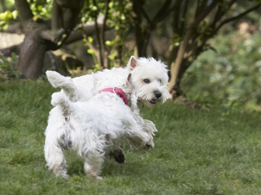 Oh no, she's catching me up
Anahtar kelimeler: Animal Animals Canine Canines Dog Dogs Harvey Land Mammal Land Mammals Milly Play Playing Playtime Terrestrial Mammal Terrestrial Mammals Terrier Terriers West Highland