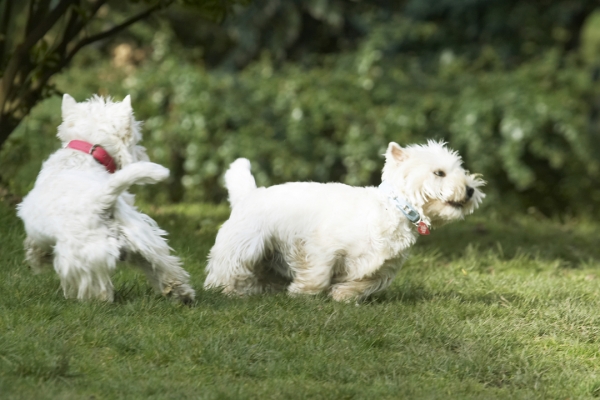 Gotta get outta here
Anahtar kelimeler: Animal Animals Canine Canines Dog Dogs Harvey Land Mammal Land Mammals Milly Play Playing Playtime Terrestrial Mammal Terrestrial Mammals Terrier Terriers West Highland