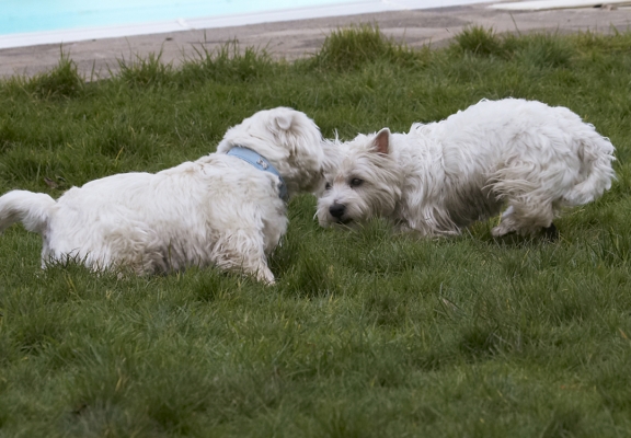 Go on, make your move
Palabras clave: Animal Animals Canine Canines Dog Dogs Harvey Land Mammal Land Mammals Milly Play Playing Playtime Terrestrial Mammal Terrestrial Mammals Terrier Terriers West Highland