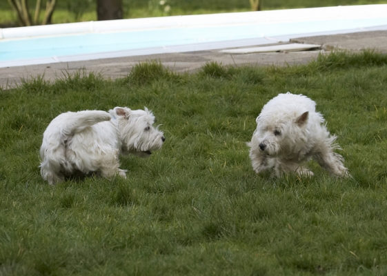 Go on, I'm ready
Palabras clave: Animal Animals Canine Canines Dog Dogs Harvey Land Mammal Land Mammals Milly Play Playing Playtime Terrestrial Mammal Terrestrial Mammals Terrier Terriers West Highland