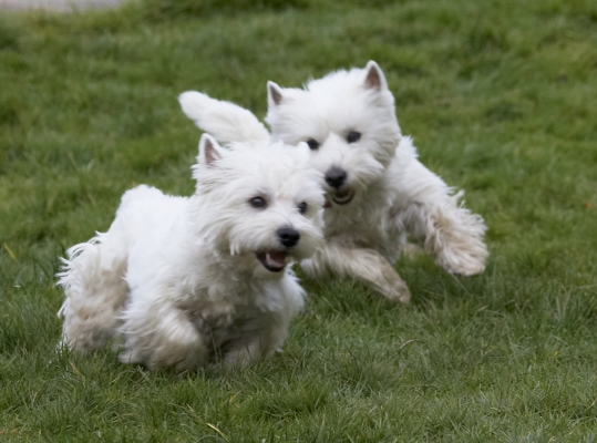 And, the chase is on
Keywords: Animal Animals Canine Canines Dog Dogs Harvey Land Mammal Land Mammals Milly Play Playing Playtime Terrestrial Mammal Terrestrial Mammals Terrier Terriers West Highland