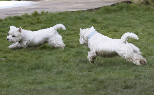 Better keep running
Keywords: Animal Animals Canine Canines Dog Dogs Harvey Land Mammal Land Mammals Milly Play Playing Playtime Terrestrial Mammal Terrestrial Mammals Terrier Terriers West Highland