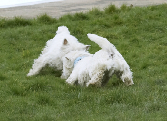 Head to head
Klíčová slova: Animal Animals Canine Canines Dog Dogs Harvey Land Mammal Land Mammals Milly Play Playing Playtime Terrestrial Mammal Terrestrial Mammals Terrier Terriers West Highland