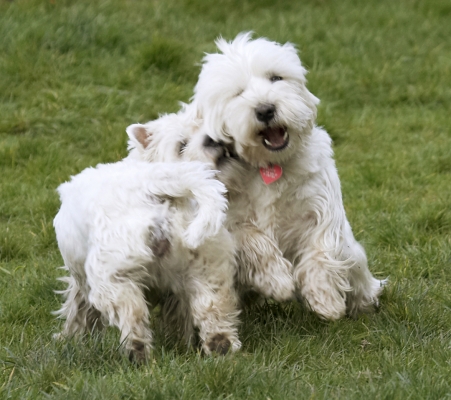 Gerroff, that hurts
Słowa kluczowe: Animal Animals Canine Canines Dog Dogs Harvey Land Mammal Land Mammals Milly Play Playing Playtime Terrestrial Mammal Terrestrial Mammals Terrier Terriers West Highland