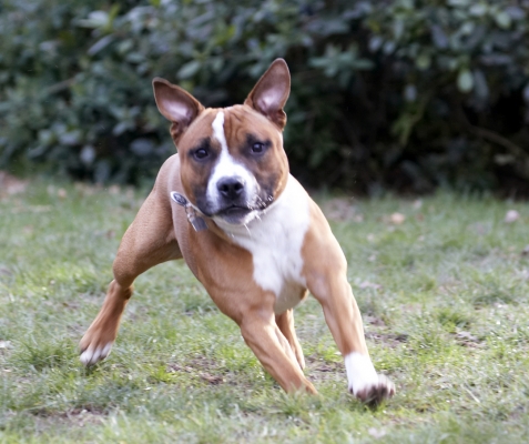Got my eye on you
Anahtar kelimeler: Animal Animals Canine Canines Dog Dogs Land Mammal Land Mammals Monty Play Playing Playtime Staffordshire Bull Terrestrial Mammal Terrestrial Mammals Terrier Terriers