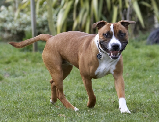 Go on, I'm a softie really
Ključne besede: Play Playing Playtime Smile Smiling Staffordshire Bull Terrestrial Mammal Terrestrial Mammals Terrier Terriers Tongue Animal Animals Canine Canines Dog Dogs Land Mammal Land Mammals Monty