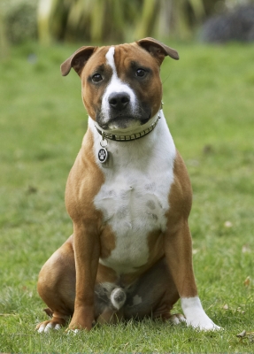 We gonna do something .......
Keywords: Animal Animals Canine Canines Dog Dogs Land Mammal Land Mammals Monty Play Playing Playtime Sit Sitting Staffordshire Bull Terrestrial Mammal Terrestrial Mammals Terrier Terriers