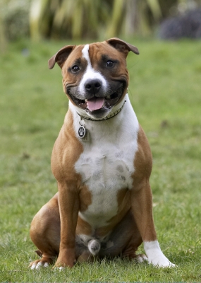 .... pretty please
Trefwoorden: Dog Sitting Sit Playtime Playing Play Monty Land Mammals Land Mammal Dogs Animal Animals Canine Canines Staffordshire Bull Terrestrial Mammal Terrestrial Mammals Terrier Terriers Tongue