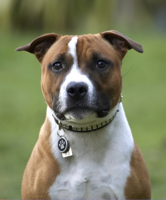 .......I'm still waiting
Schlüsselwörter: Animal Animals Canine Canines Dog Dogs Land Mammal Land Mammals Monty Play Playing Playtime Staffordshire Bull Terrestrial Mammal Terrestrial Mammals Terrier Terriers