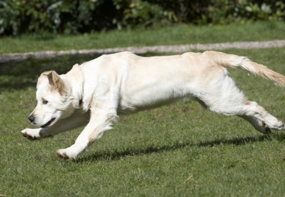 Full stretch .......
Keywords: Animal Animals Canine Canines Dog Dogs Golden Retriever Hermes Land Mammal Land Mammals Play Playing Playtime Terrestrial Mammal Terrestrial Mammals