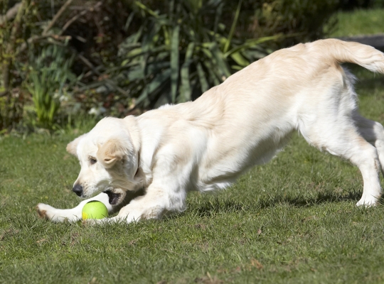 .......... and I gottit
Ключови думи: Animal Animals Ball Canine Canines Dog Dogs Golden Retriever Hermes Land Mammal Land Mammals Play Playing Playtime Terrestrial Mammal Terrestrial Mammals