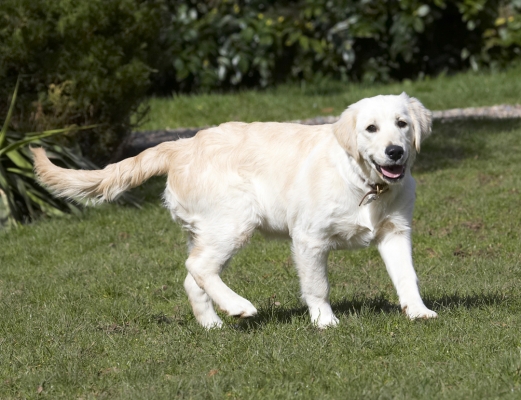 Yep, I'm having a good time
Ключові слова: Animal Animals Canine Canines Dog Dogs Golden Retriever Hermes Land Mammal Land Mammals Play Playing Playtime Smile Smiling Terrestrial Mammal Terrestrial Mammals Tongue