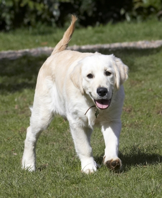 I'm on the prowl .......
Anahtar kelimeler: Animal Animals Canine Canines Dog Dogs Golden Retriever Hermes Land Mammal Land Mammals Play Playing Playtime Terrestrial Mammal Terrestrial Mammals Tongue
