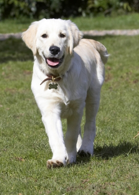 ..... action
Palabras clave: Animal Animals Canine Canines Dog Dogs Golden Retriever Hermes Land Mammal Land Mammals Play Playing Playtime Smile Smiling Terrestrial Mammal Terrestrial Mammals Tongue