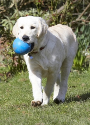 This ball is just my size ....
Keywords: Animal Animals Ball Canine Canines Dog Dogs Golden Retriever Hermes Land Mammal Land Mammals Play Playing Playtime Terrestrial Mammal Terrestrial Mammals