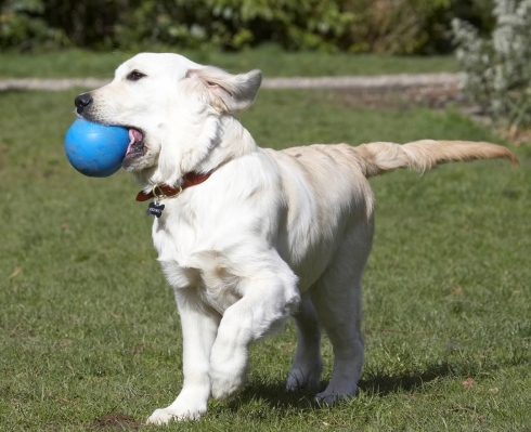 ...... altho' it's a bit of a mouthful
Słowa kluczowe: Animal Animals Ball Canine Canines Dog Dogs Golden Retriever Hermes Land Mammal Land Mammals Play Playing Playtime Terrestrial Mammal Terrestrial Mammals