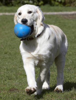 This is hard work, you know
Keywords: Animal Animals Ball Canine Canines Dog Dogs Golden Retriever Hermes Land Mammal Land Mammals Play Playing Playtime Terrestrial Mammal Terrestrial Mammals