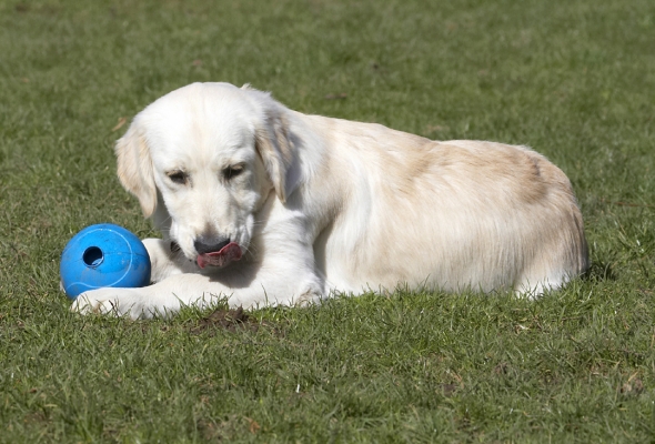 Time for a break
Keywords: Animal Animals Ball Canine Canines Dog Dogs Golden Retriever Hermes Land Mammal Land Mammals Play Playing Playtime Terrestrial Mammal Terrestrial Mammals Tongue